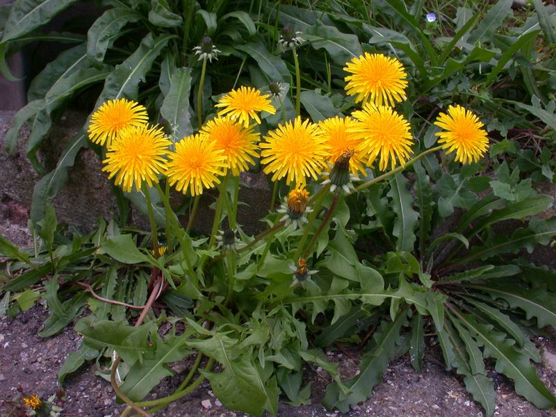 Taraxacum  sp.